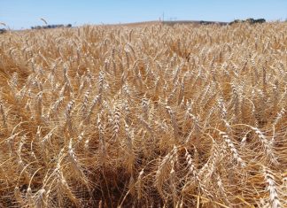 Better wheat quality with decreased inputs
