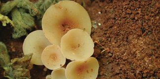 White mould – a dark cloud over soybean production