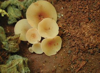 White mould – a dark cloud over soybean production