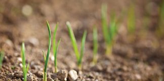 NBTs should be allowed to pave way for better food security