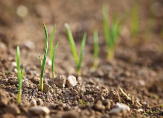 NBTs should be allowed to pave way for better food security