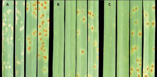 New leaf rust races detected on SA wheat