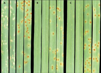 New leaf rust races detected on SA wheat