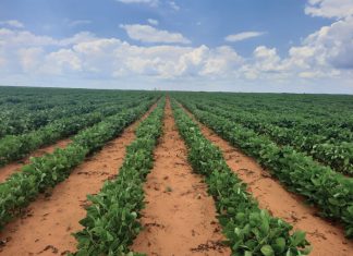 Mielieboere “kan nie fout maak” deur sojabone in te sluit