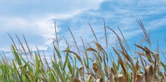 New BLS breeding grounds pointed out by survey
