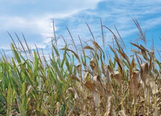 New BLS breeding grounds pointed out by survey