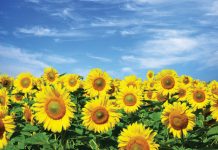 Komitee weer in die kol met 2020/2021-oesskatting