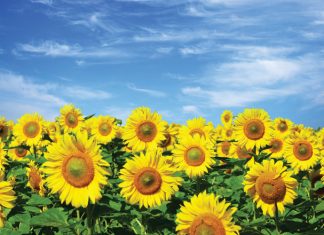 Komitee weer in die kol met 2020/2021-oesskatting