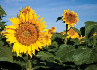 Riglyne vir die bepaling van oesopbrengs