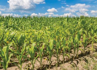 Swamsiektes op mielieblare: ’n samevatting