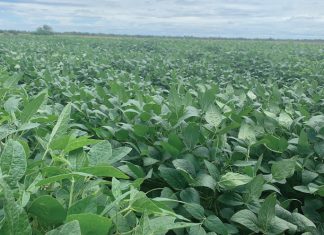 ’n Rewolusie in sojaboonproduksie is hier