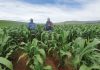 Growing black farmer-contribution to the national grain crop