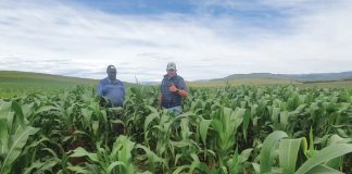 Growing black farmer-contribution to the national grain crop