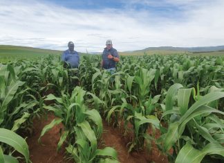 Growing black farmer-contribution to the national grain crop