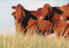 The ins and outs of beef feedlot economics