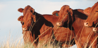 The ins and outs of beef feedlot economics
