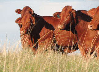 The ins and outs of beef feedlot economics