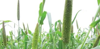 VS-sandgronde nie sondebok in aardverwarming
