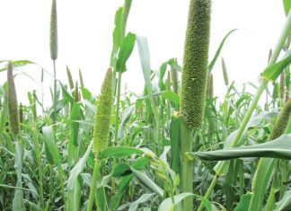 VS-sandgronde nie sondebok in aardverwarming