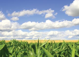 Saadpryse: beskou saadinsetkoste as ’n belegging