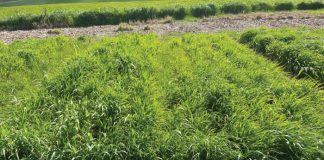 Grain nitrogen content – taking a closer look