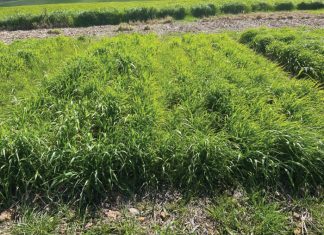 Grain nitrogen content – taking a closer look