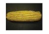 Do CA practices increase mycotoxins in maize?