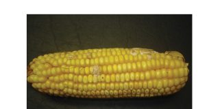 Do CA practices increase mycotoxins in maize?