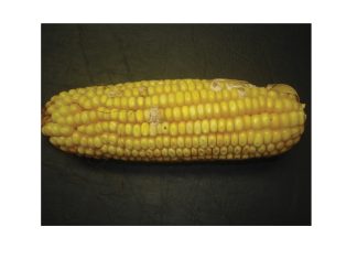 Do CA practices increase mycotoxins in maize?