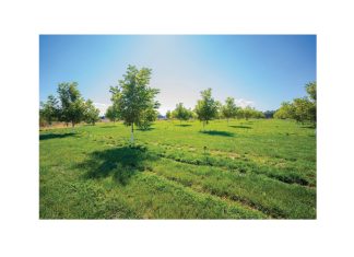Boeredag plaas kollig op pekanneute