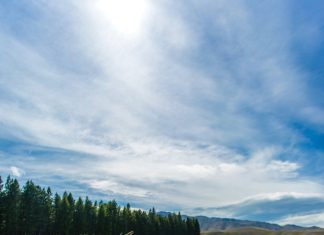 Lupin production shows great potential for western cape