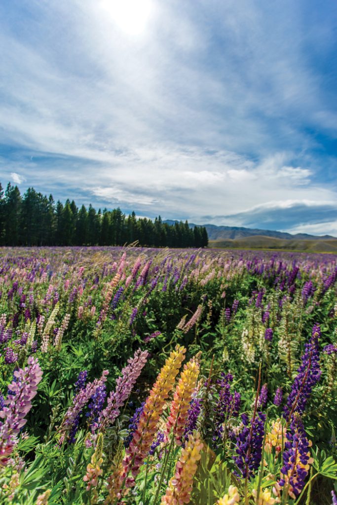 Lupin  production shows great potential for western cape