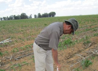 Bemesting ’n balanseertoertjie op dié gronde