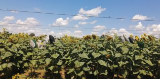 Biostimulants reduce the use of inorganic fertiliser