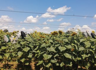 Biostimulants reduce the use of inorganic fertiliser