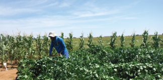 Better enzyme activity with crop rotation and fertilisation