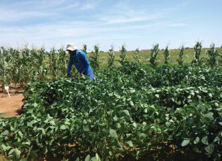 Better enzyme activity with crop rotation and fertilisation