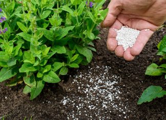 Het kunsmisprys sy piek bereik?