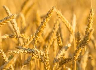 Internasionale voorrade is moontlik onder druk