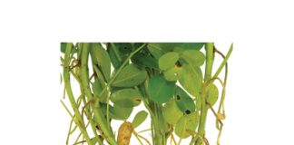 Dr Ntladi has great plans for groundnut breeding in SA