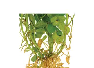 Dr Ntladi has great plans for groundnut breeding in SA