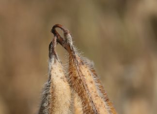 Is ’n skuif vanaf mielies na sojabone die oplossing?