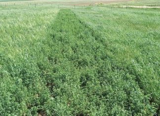 Insaai van eenjarige wintergewasse in droëlandlusern – beplan versigtig