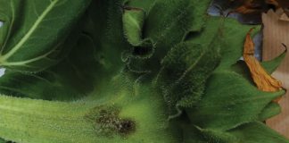 Hoe kan Sclerotinia in die komende seisoen beheer word?