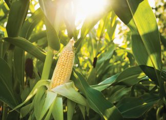 Doeltreffende beheer van taai onkruide in mielies