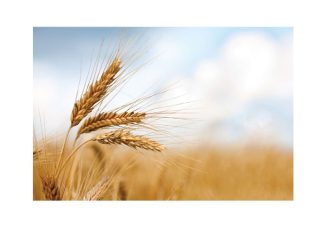 Graanmark meer mededingend danksy die heffing