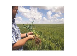 ’n Wenkombinasie van koringkultivars vir besproeiing