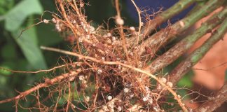 Enting deur Rhizobium-bakterieë: So werk dit