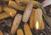 Mycotoxins account for large losses worldwide