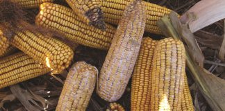 Mycotoxins account for large losses worldwide